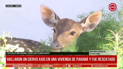 Hallaron un ciervo axis en una vivienda de Paran&aacute; y fue rescatado